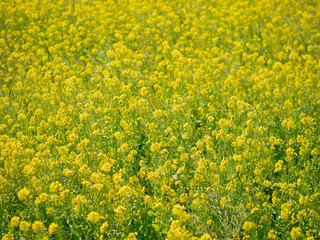 Obraz premium 春の菜の花畑 南伊豆町