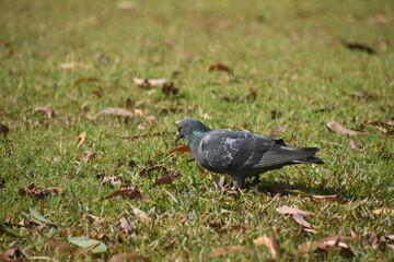 pigeon on the grass