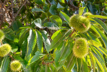Dwarf Chestnus fruit with leaves and branches