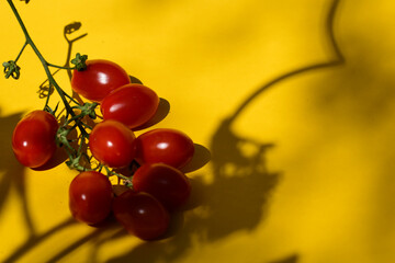 Tomaten in der Sonne vor gelbem Hintergrund mit Licht und Schatten, Rispentomaten