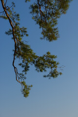 Pine branch against the blue sky.
