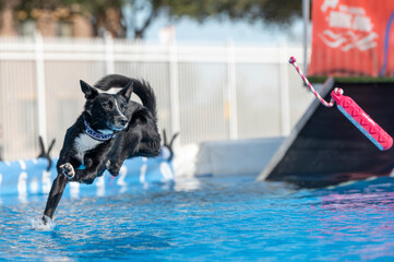 Black border collie mix landing into a pool