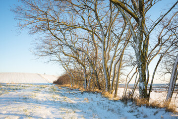 Winter trees covered with snow in golden sidelight in Burgenland