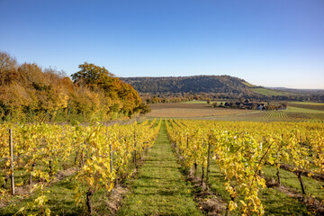 Autumnal golden coloured vineyard on a bright sunny morning, located in the Surrey Hills in Dorking