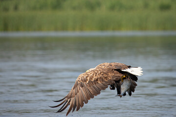 White Tail Eagle, Haliaeetus albicilla