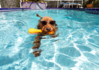 Miniature golden doodle swimming in salt water pool playing fetch wearing sunglasses