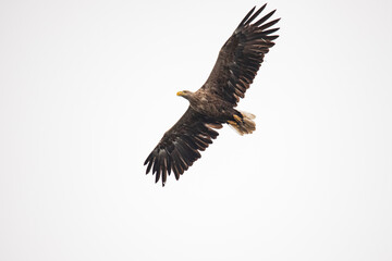 White Tail Eagle, Haliaeetus albicilla