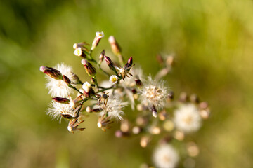 Close-up prickly plant