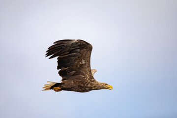 White Tail Eagle, Haliaeetus albicilla