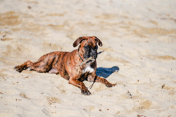 Obraz premium Boxer au repos