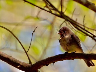 Eastern Phoebe calling for mate