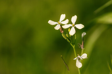 Fototapeta premium flowers in the forest