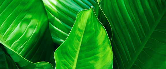 tropical leaf, green leaves. shape and leaves pattern of freshness green leaves for the natural background and wallpaper. nature leaves green dark background.