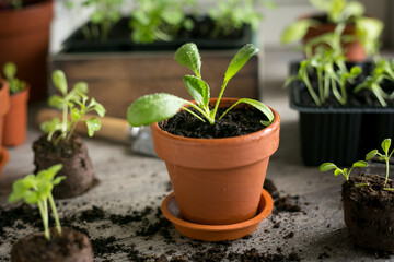 Spinach seedlings in a terracotta pot. Young organic spinach. Growing food, planting seedlings of...