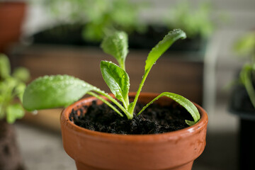 Young green seedlings of spinach in a clay pot with water drops on the leaves close up. Growing seedlings at home, organic farming, healthy food.