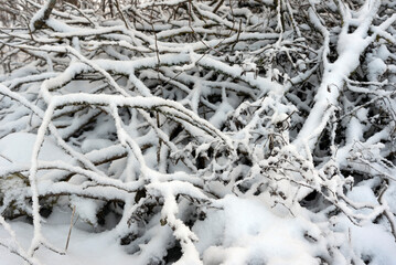Branches under the snow.