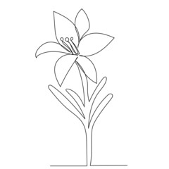 lily flower drawing in one continuous line, isolated vector