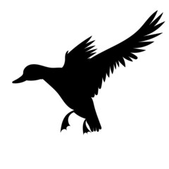 flying duck silhouette, isolated vector