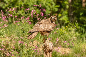 Buzzard, Buteo buteo. Bird of Prey