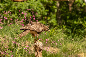 Buzzard, Buteo buteo. Bird of Prey