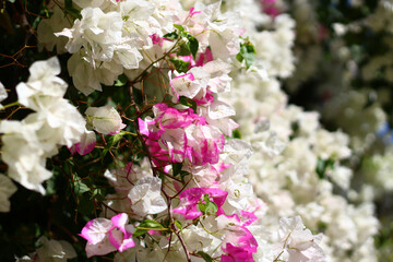 bougainvillea flowers
