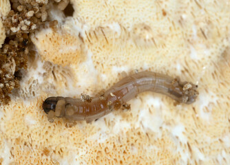 Insect larva on fungi, macro photo