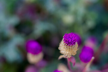 Close-up spiky purple flower
