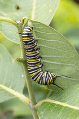 Monarch caterpillar on common milkweed