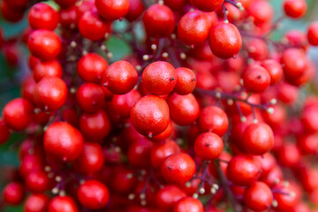 Close-up red plant