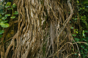 Closeup shot of an ancient tropical root system growing in the jungle