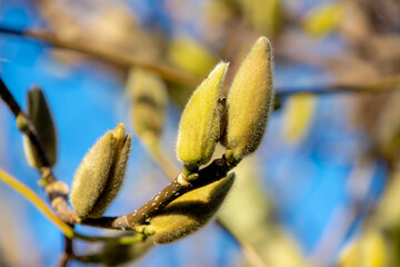 Selective focus of branches Magnolia buds on the tree in the park, The flower is blooming during...