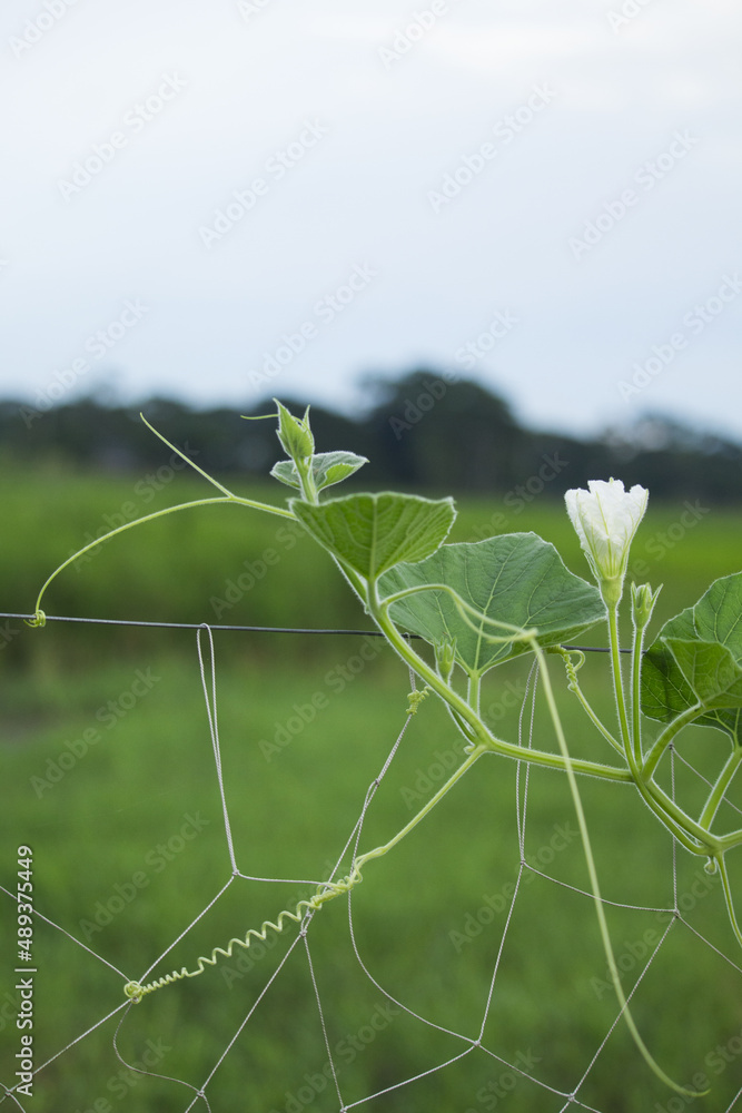 Wall mural Green gourd leaves and flowers