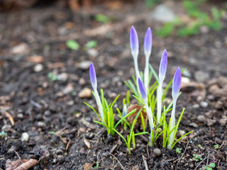 Lilac Crocus in the Spring