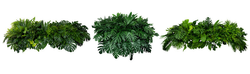 group of tropical foliage leaves foliage plants forest bush flower arrangement nature isolated on...