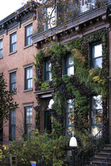 Red brick apartment building wall of brownstone covered by green ivy