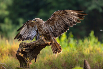 Buzzard, Buteo buteo