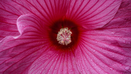 Bright pink flower of hibiscus (Hibiscus rosa sinensis) - Hawaiian wild pink Hibiscus Plant