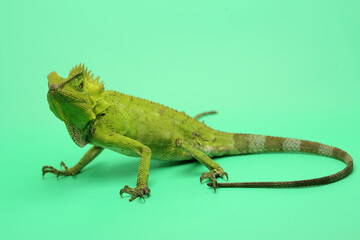 Body gesture of a frest dragon who is ready to attack the intruding animals that enter its...