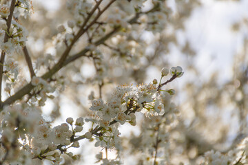 Prunus domestica subsp. syriaca flowers in spring near to Nantes -France