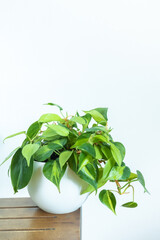 Philodendron Brasil is a trailing houseplant in the interior on a white background on a wooden table. Copy space