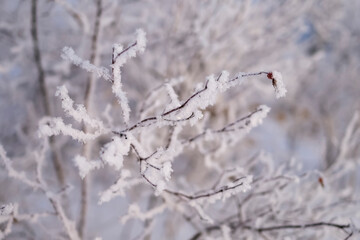 tree branch in frost