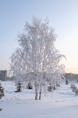 winter tree in hoarfrost. birch in winter at dawn