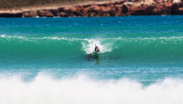 Dolphins In Wave, Eyre Peninsula