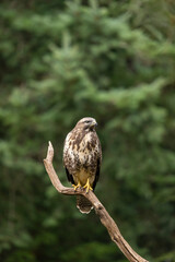 Buzzard, Buteo buteo