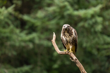 Buzzard, Buteo buteo