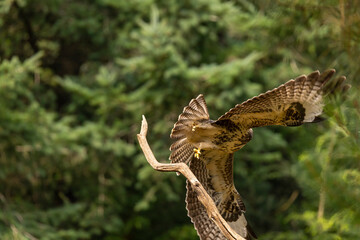 Buzzard, Buteo buteo