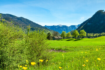 Fototapeta na wymiar Frühlingswiese mit Alpen im Salzkammergut im Frühling