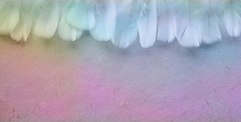 Spiritual Shamanic Feather theme  banner background - short curly feathers arranged in a row ideal for a footer or header with copy space below
 - obrazy, fototapety, plakaty
