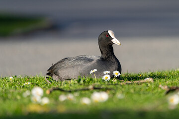 Closeup shot of a cute Eurasian coot