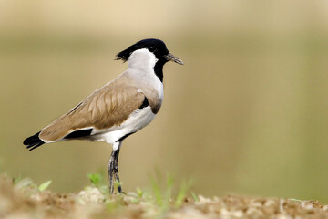 Selective focus shot of river lapwing (vanellus duvaucelii)